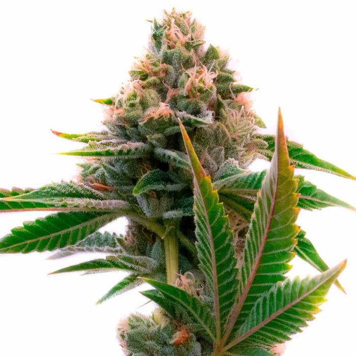 Jedi Cookies Feminized Cannabis Seeds