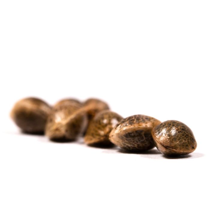 CBD Cream & Cheese Feminized Cannabis Seeds