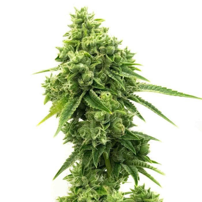 OG Kush Feminized Cannabis Seeds