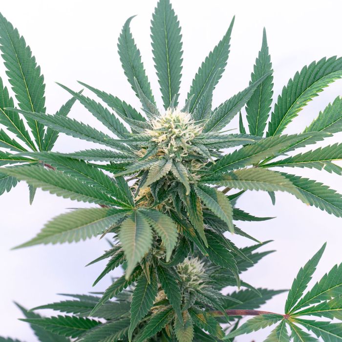 Super Lemon Haze Autoflower Cannabis Seeds