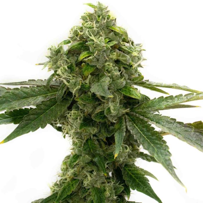 Bubblegum Feminized Cannabis Seeds