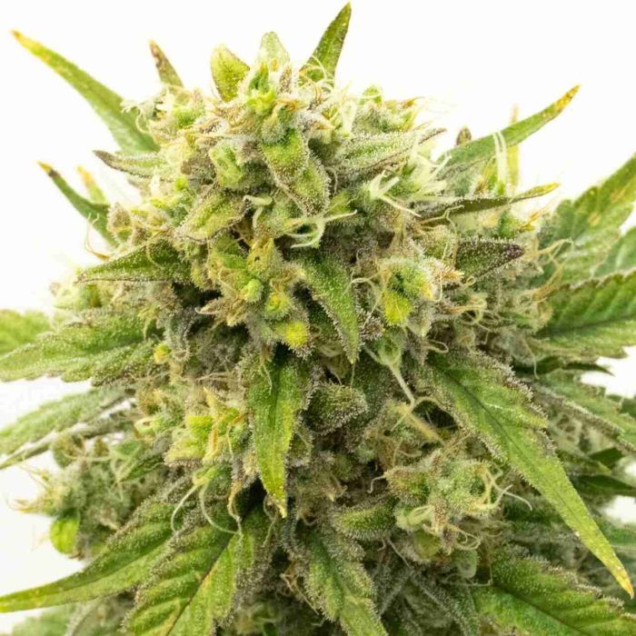 Gold Leaf Autoflower Cannabis Seeds