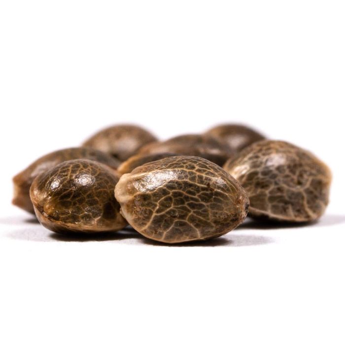 Bubblegum Feminized Cannabis Seeds