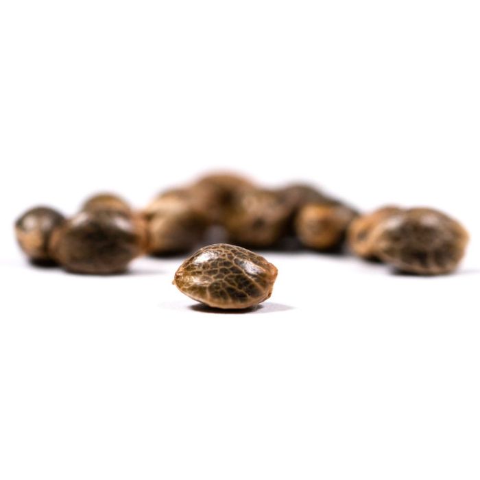 Critical Mass Autoflower Cannabis Seeds