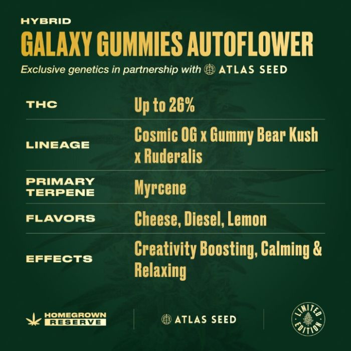 Galaxy Gummies Autoflower Cannabis Seeds