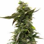 Devil XXL Autoflower Cannabis Seeds