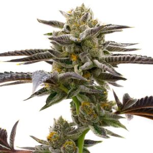 Cake Bomb Feminized Cannabis Seeds
