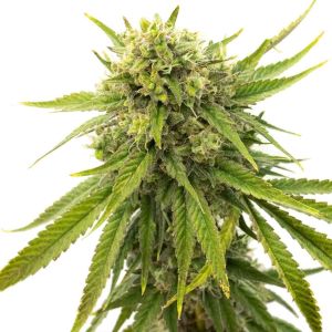 Kyle's Skywalker OG Feminized Cannabis Seeds
