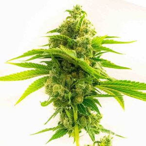 Northern Dawn Feminized Cannabis Seeds